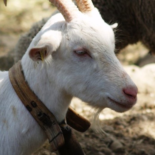 nature et pastoralisme champsaur